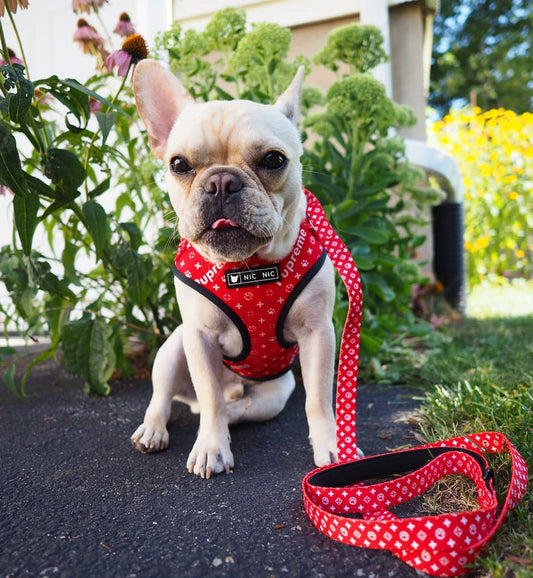 Ins Dog Pet Breathable Mesh Leash Chest Harness